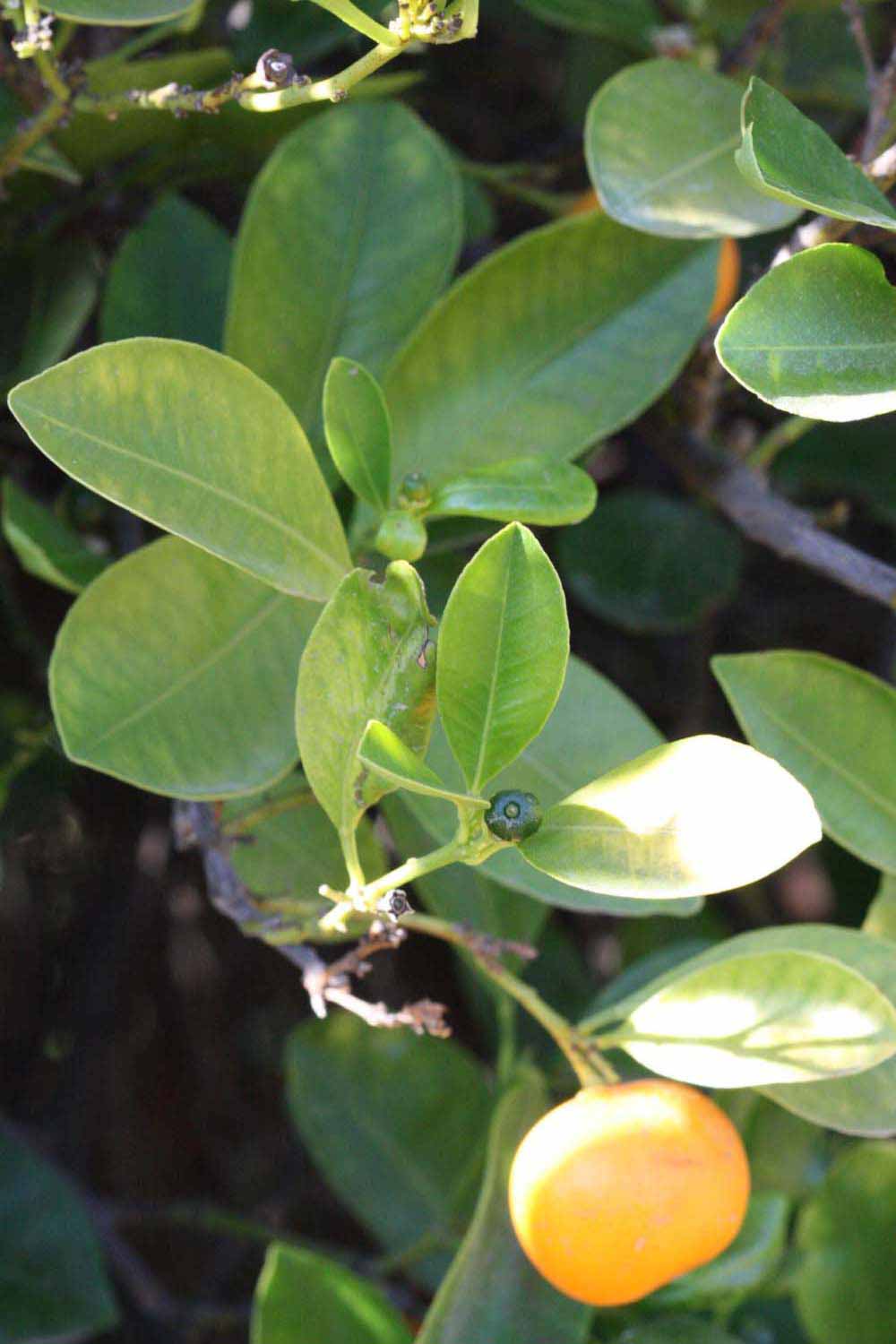            Shade leaves (Riverside, CA)   